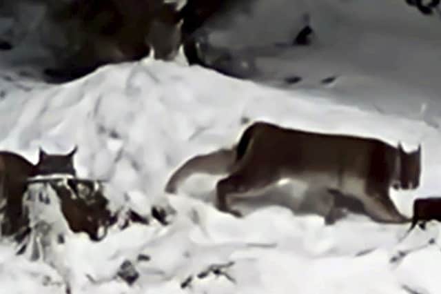 Lynx spotted in the Cairngorms National Park