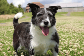 All these dogs are searching for their forever homes.