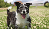All these dogs are searching for their forever homes.