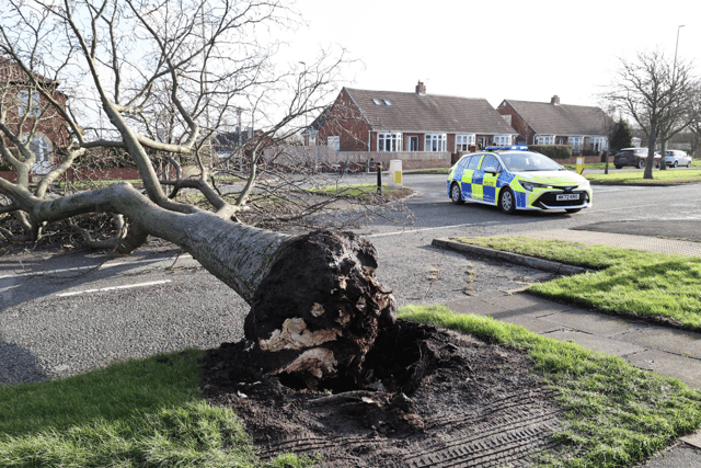 York Avenue, in Jarrow, is closed heading northbound after Storm Eowyn causes a tree to fall.