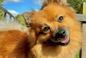 All these dogs are searching for their forever homes.