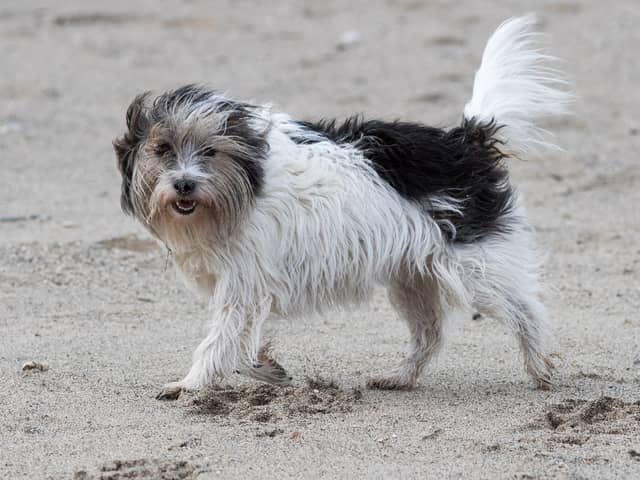 These are the six most common health conditions in pets and the steps you can take to protect them. 