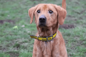 All these dogs are searching for their forever homes.