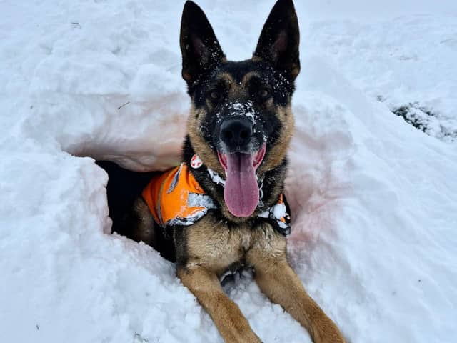 Clever search dog SD Hope 'rescues' handler from a snow hole during a training exercise in the Cairngorms
