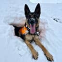 Clever search dog SD Hope 'rescues' handler from a snow hole during a training exercise in the Cairngorms
