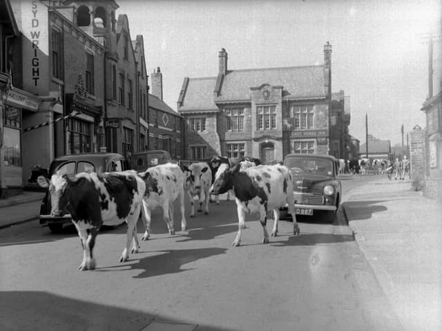 Heifers being led to through Whitburn in a scene which was typical in the 1950s. Here they are in 1952.