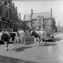 Heifers being led to through Whitburn in a scene which was typical in the 1950s. Here they are in 1952.