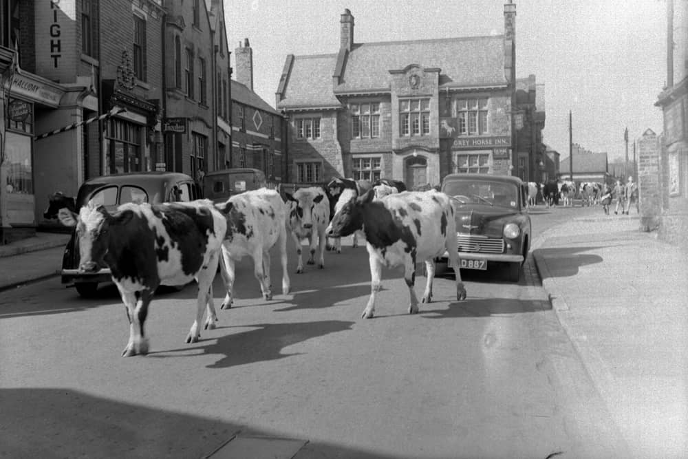 Heifers being led to through Whitburn in a scene which was typical in the 1950s. Here they are in 1952.