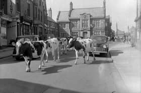 Heifers being led to through Whitburn in a scene which was typical in the 1950s. Here they are in 1952.
