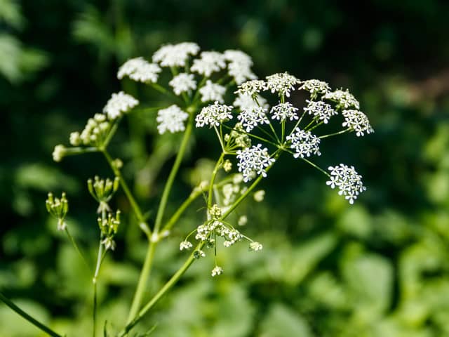 Hemlock roots are poisonous to both animals and humans.
