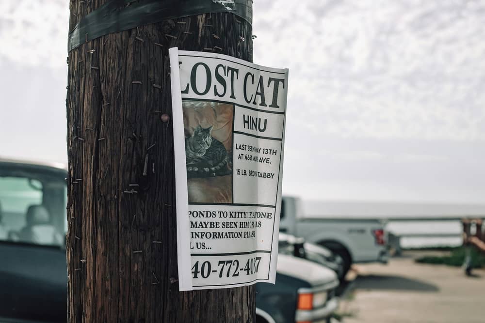 Over 25,000 pets have been reported missing since the beginning of 2023, with estimates showing that six pets vanish every day. 