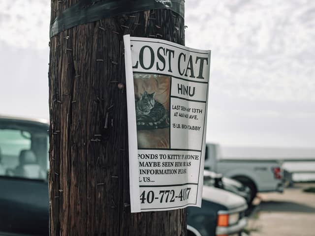 Over 25,000 pets have been reported missing since the beginning of 2023, with estimates showing that six pets vanish every day. 