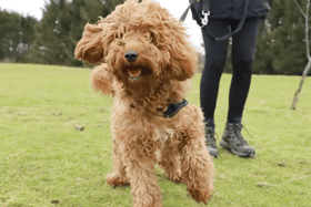 All these dogs are searching for their forever homes.