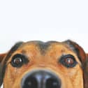 The flowers and plants you should avoid giving pet owners this Valentine’s Day.
