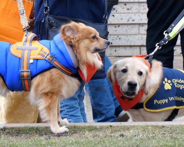 Around 80 dogs turned up to say goodbye to a terminally ill guide dog named Ian, who had a special final walkies on Blackpool Promenade