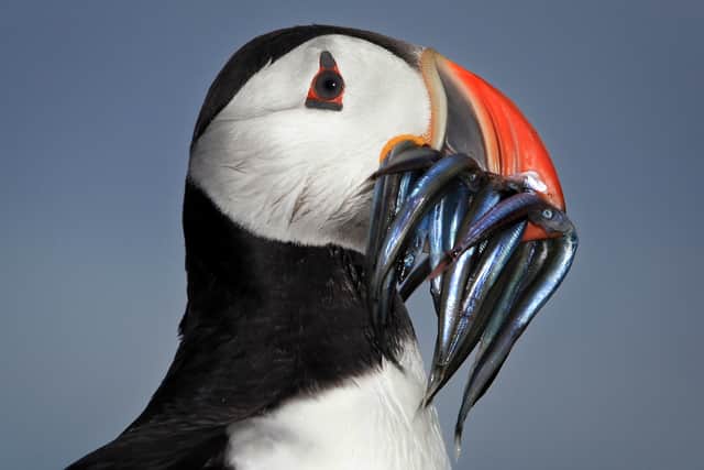 A puffin is just one of the many birds on the Farne Islands.