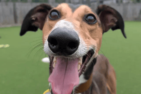 All these dogs are searching for their forever homes.