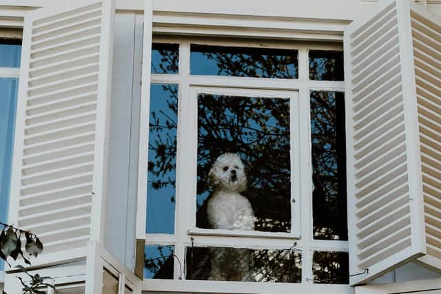 Dogs can sometimes become distressed when they are left alone for too long.