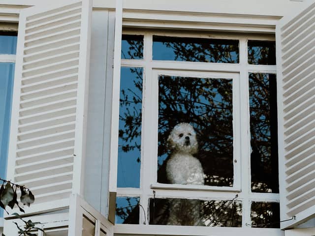 Dogs can sometimes become distressed when they are left alone for too long.