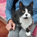 Magpie at Tyneside Cat Centre is looking for another new home