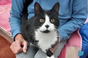 Magpie at Tyneside Cat Centre is looking for another new home