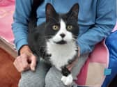 Magpie at Tyneside Cat Centre is looking for another new home