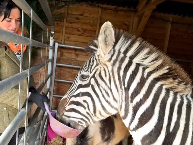 Bev Griffiths and Ziggy the zebra.