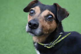 All these dogs are searching for their forever homes.