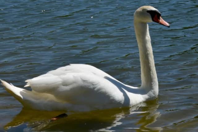 Swans in South Tyneside were right in the middle of an unusual tale in 1947.
