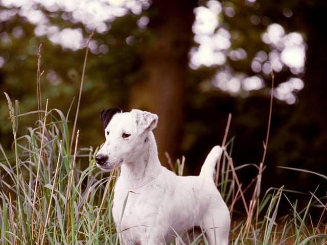 A number of other iconic British breeds have  a worrying start to the year