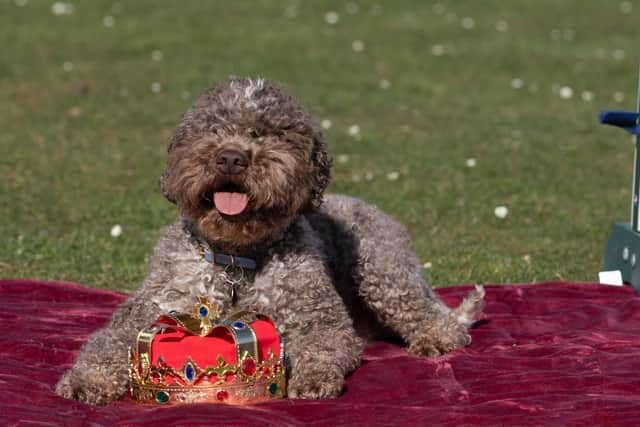 Lagotto Romagnolo Savvy at the launch of Crufts 2025