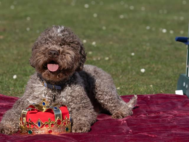 Lagotto Romagnolo Savvy at the launch of Crufts 2025