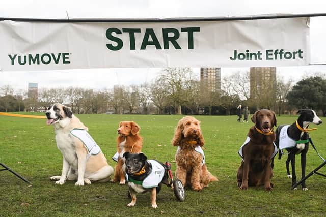 Olympian vet Laura Muir is challenging pet owners to get all dogs out for more exercise.