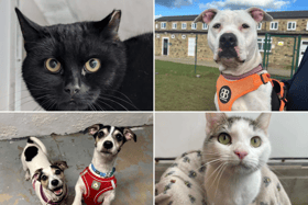 All these pets at Newcastle Dog & Cat Shelter are searching for a home.