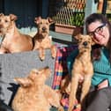 Karen Hobson from Wiltshire, has been showing her Irish terriers for 10 years at Crufts and this year she will be attending with 3 generations of her 4 generations of Irish terriers. BC (L-R) Ailis and Dana and FR (L-R) Roisin and Cillian.March 3 2025.