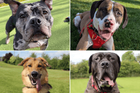 All these dogs are searching for their forever homes.