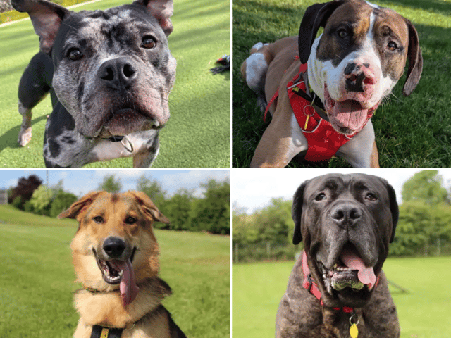 All these dogs are searching for their forever homes.