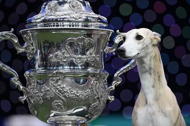 Miuccia, a whippet, poses beside the trophy after winning the title for Best In Show at Crufts.