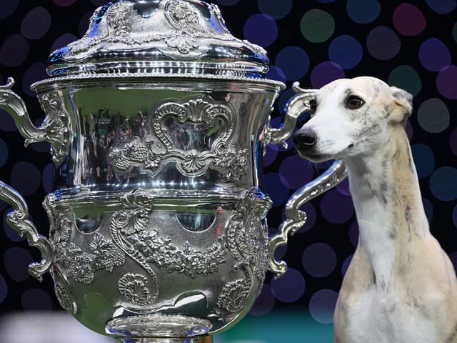 Miuccia, a whippet, poses beside the trophy after winning the title for Best In Show at Crufts.