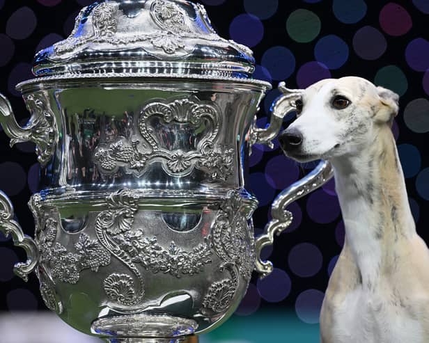 Miuccia, a whippet, poses beside the trophy after winning the title for Best In Show at Crufts.