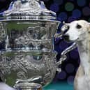 Miuccia, a whippet, poses beside the trophy after winning the title for Best In Show at Crufts.