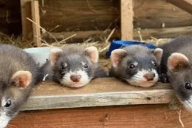 Little Paws Ferret Rescue are aiming to raise more than £2,000 to buy new doors for their new rescue centre.