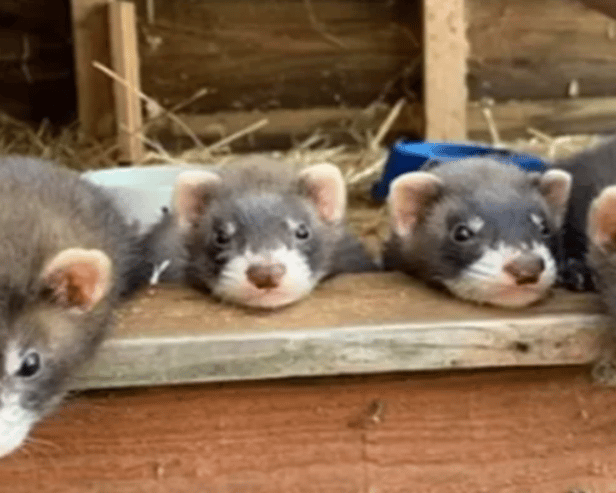 Little Paws Ferret Rescue are aiming to raise more than £2,000 to buy new doors for their new rescue centre.