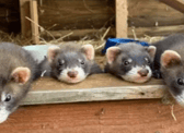 Little Paws Ferret Rescue are aiming to raise more than £2,000 to buy new doors for their new rescue centre.