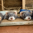 Little Paws Ferret Rescue are aiming to raise more than £2,000 to buy new doors for their new rescue centre.