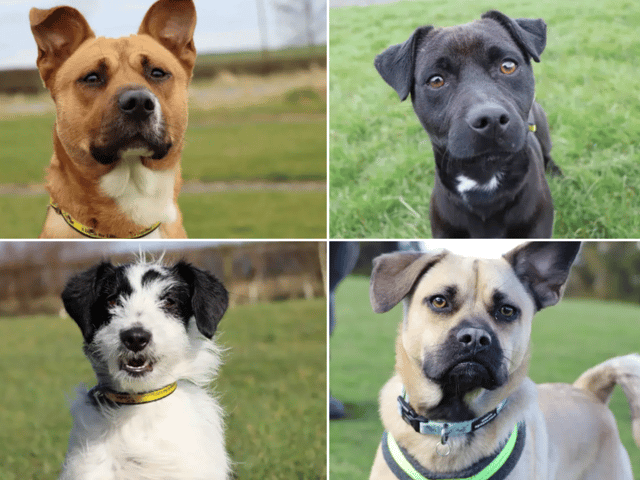 All these dogs are searching for their forever homes. 