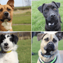 All these dogs are searching for their forever homes. 