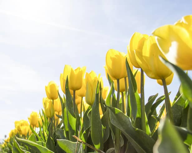 The Met Office has issued its verdict on whether the North East will experience higher temperatures than parts of Ibiza