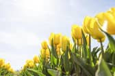 The Met Office has issued its verdict on whether the North East will experience higher temperatures than parts of Ibiza