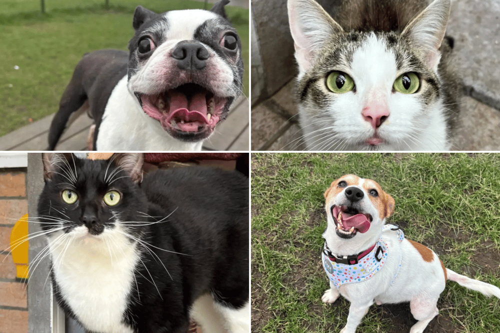 All these pets at Newcastle Dog & Cat Shelter are searching for a home.